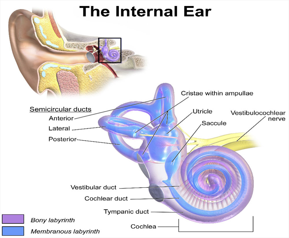 Ear